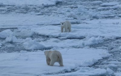 De Groene Verandering