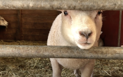 Veenendaal4fair in een nieuw jasje