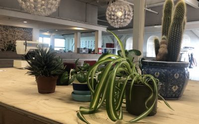 Plantjes met een verhaal