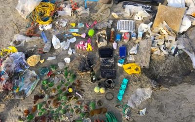 Wel eens van de Zooizoeker gehoord?